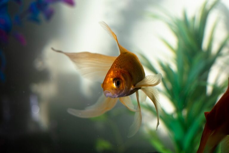 Umzug mit Aquarium leicht gemacht – was Sie beachten sollten